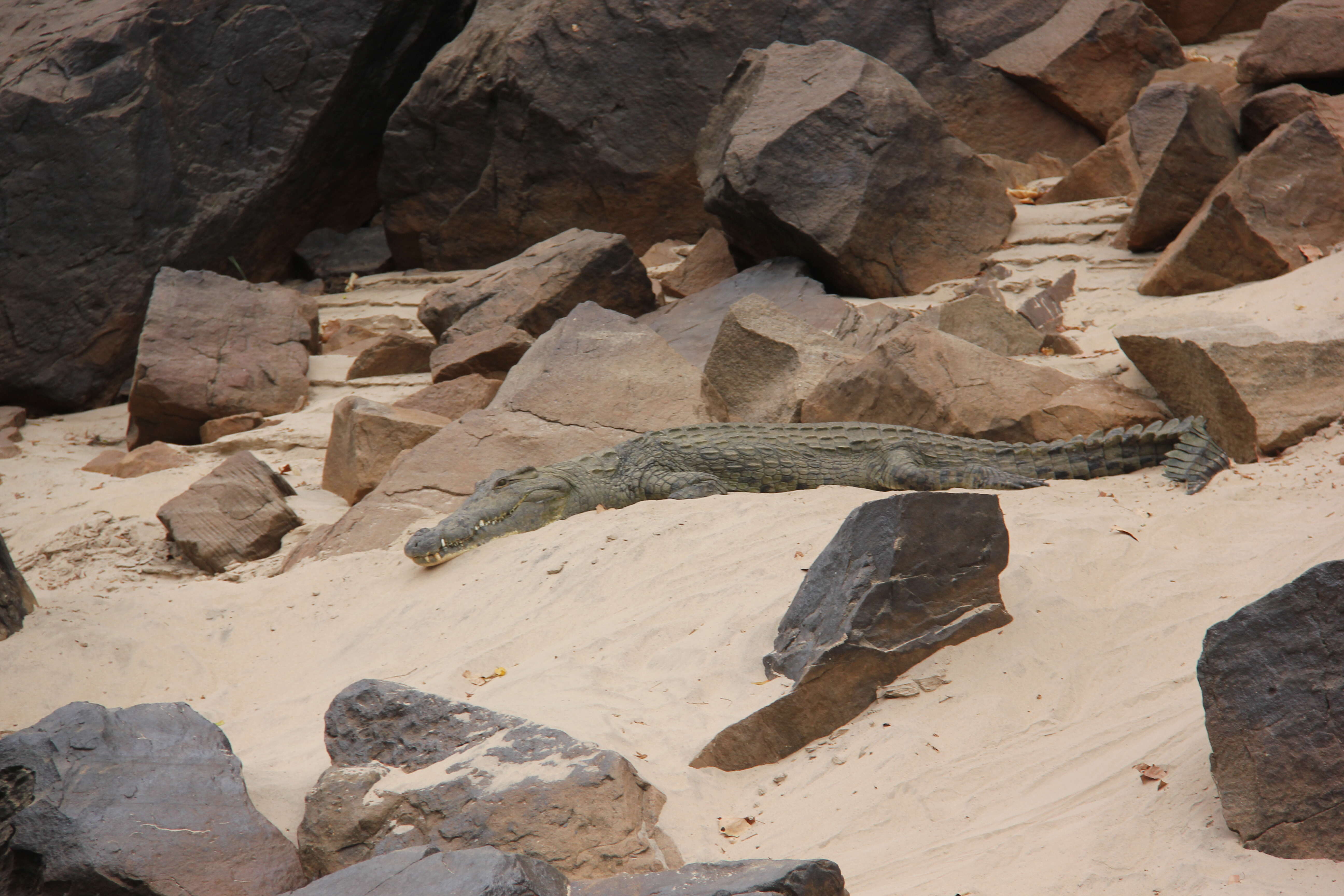 Image of Nile crocodile