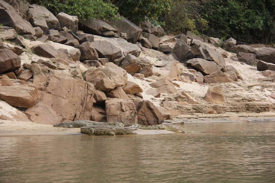 Image of Nile crocodile