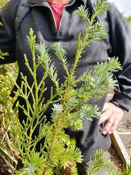 Image of Halocarpus kirkii (F. Muell. ex Parl.) Quinn