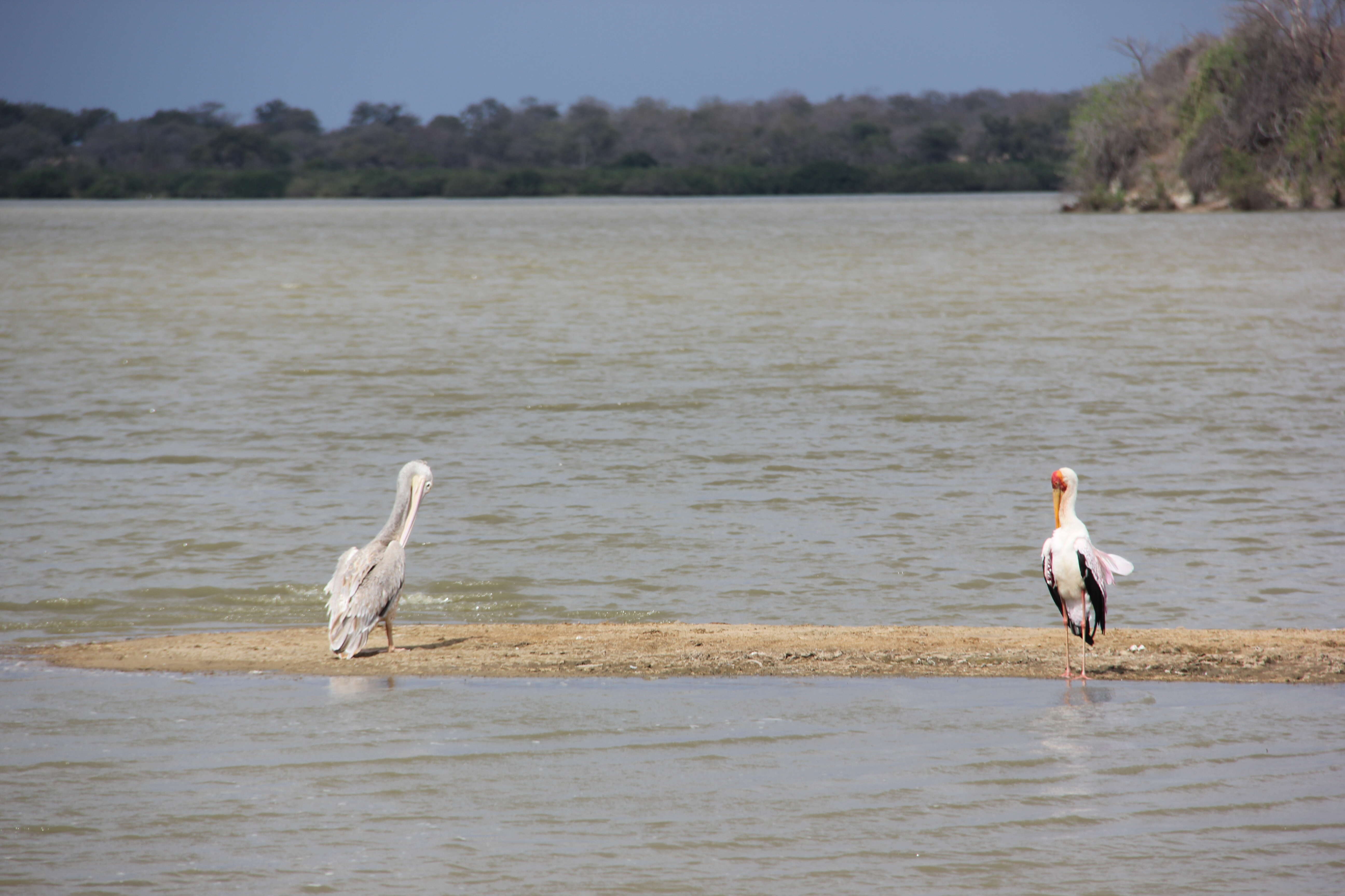 Image of Pink-backed Pelican