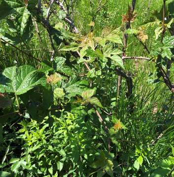 Image of catbird grape