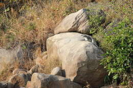 Image of Bush Hyrax