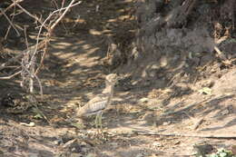 Image of Water Dikkop