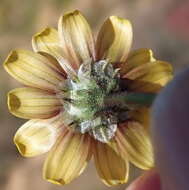 Image of Osteospermum monstrosum (Burm. fil.) J. C. Manning & Goldblatt