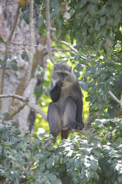 Image of Sykes' monkey