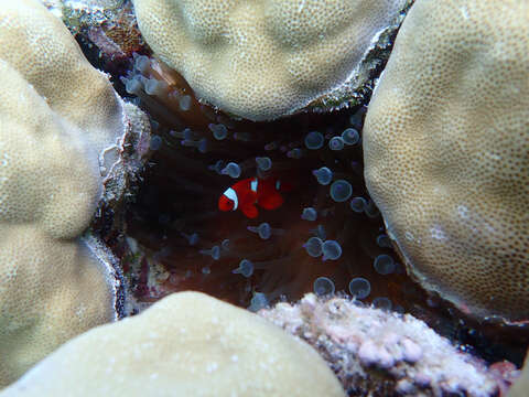 Image de Amphiprion biaculeatus (Bloch 1790)