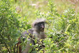 Plancia ëd Piliocolobus kirkii (Gray 1868)