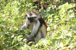 Plancia ëd Piliocolobus kirkii (Gray 1868)