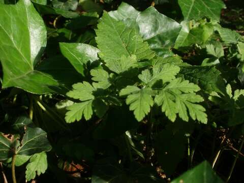 Image of rough chervil