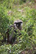 Image of Kirk's Red Colobus