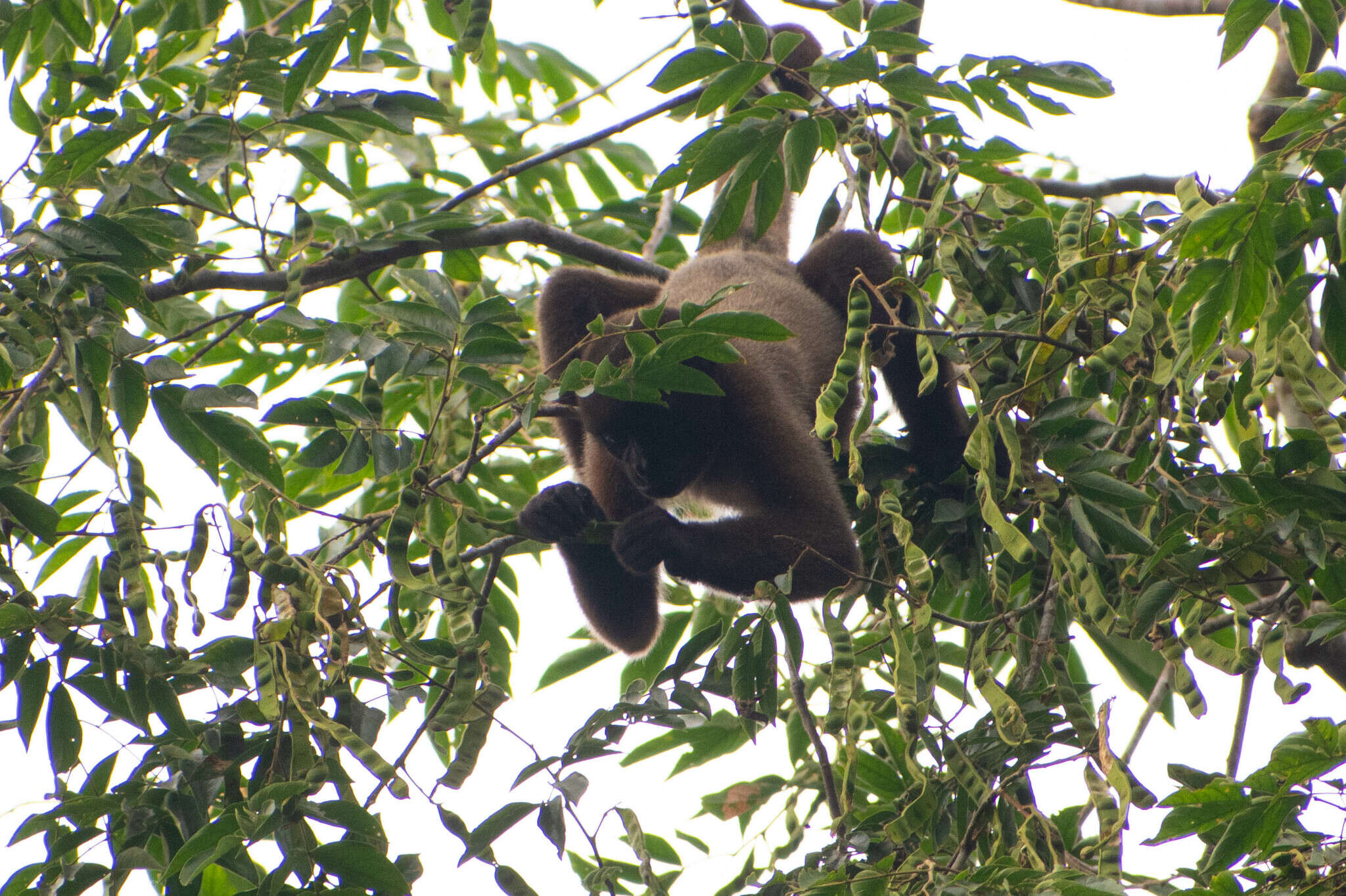 Image of Woolly monkey