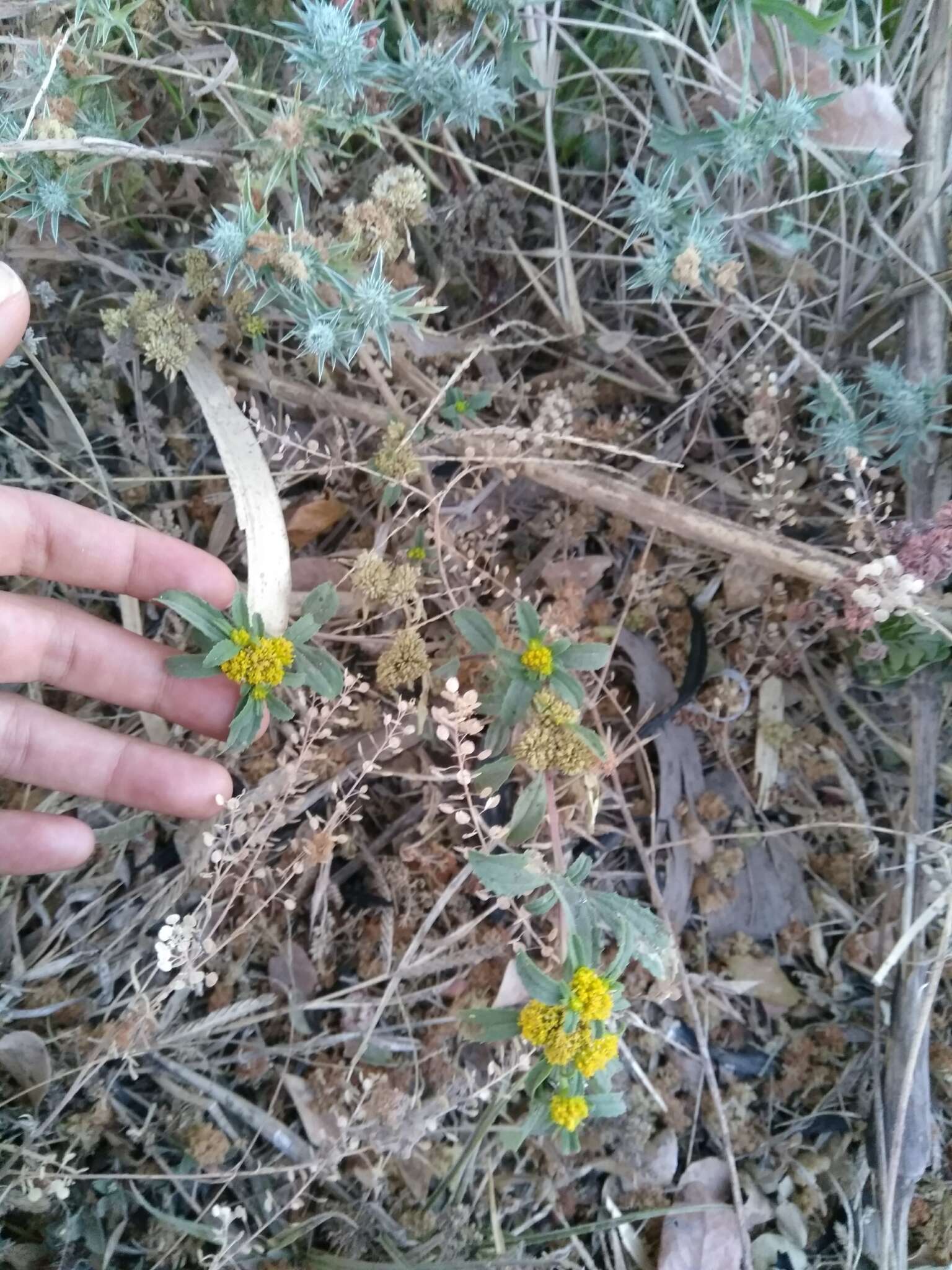 Image of clustered yellowtops