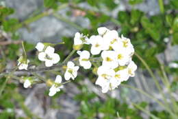 Image of Draba gilliesii Hook. & Arn.