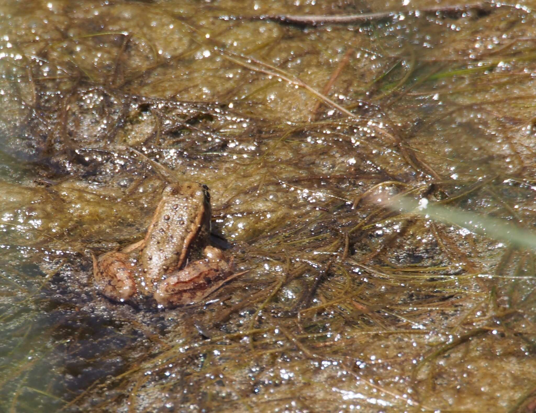 Image of California Red-legged Frog