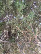 Sivun Juniperus osteosperma (Torr.) Little kuva