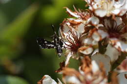 Image of Thyris usitata Butler 1879