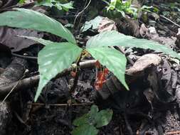 Image of Begonia maynensis A. DC.