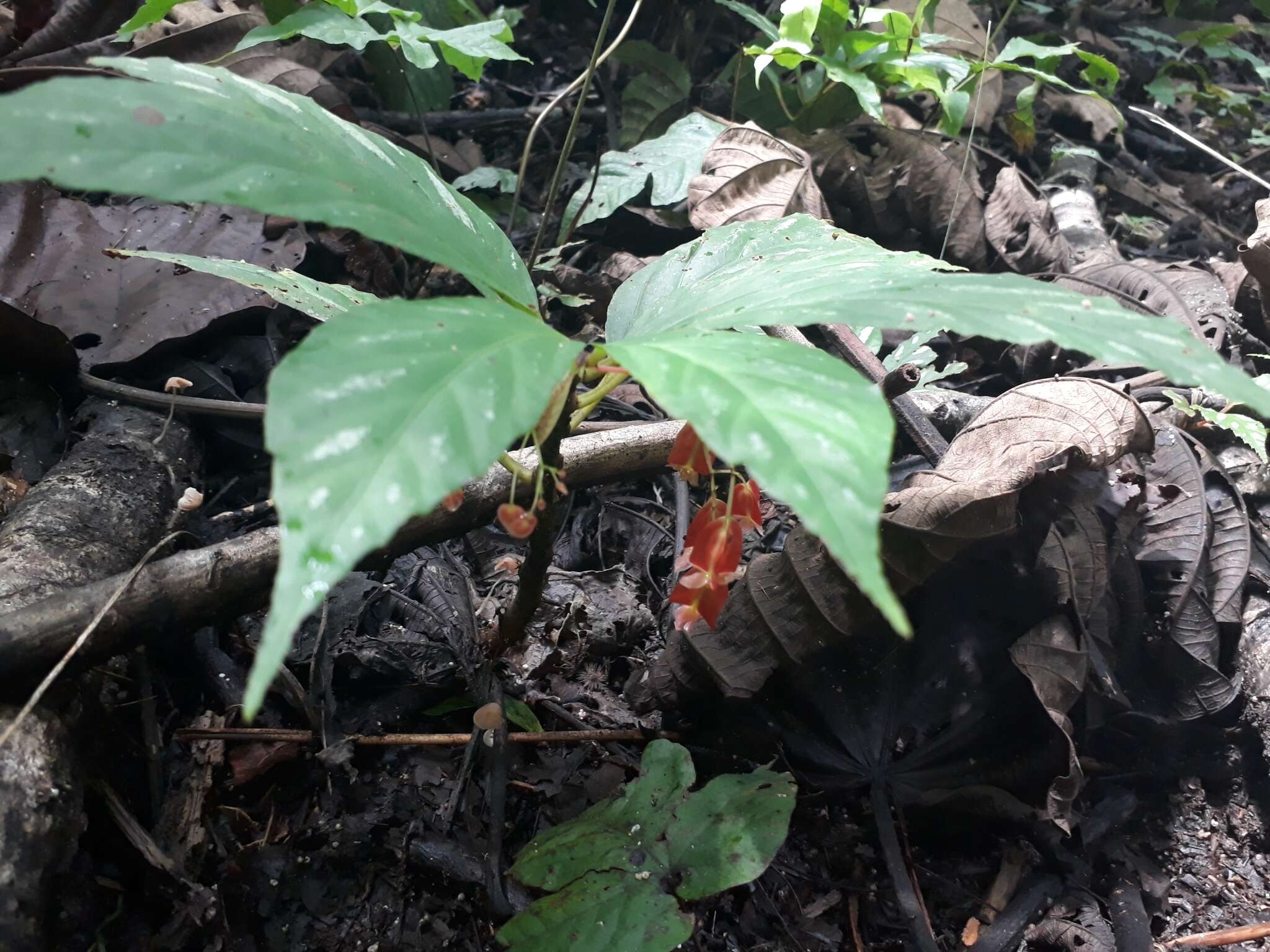 Слика од Begonia maynensis A. DC.