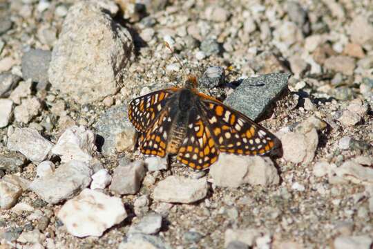 Plancia ëd Euphydryas chalcedona klotsi