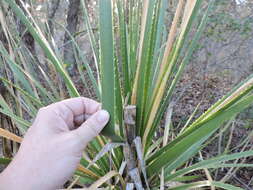 Image of Texas sotol