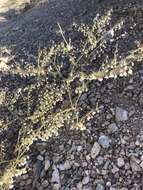 Image of Parry's buckwheat