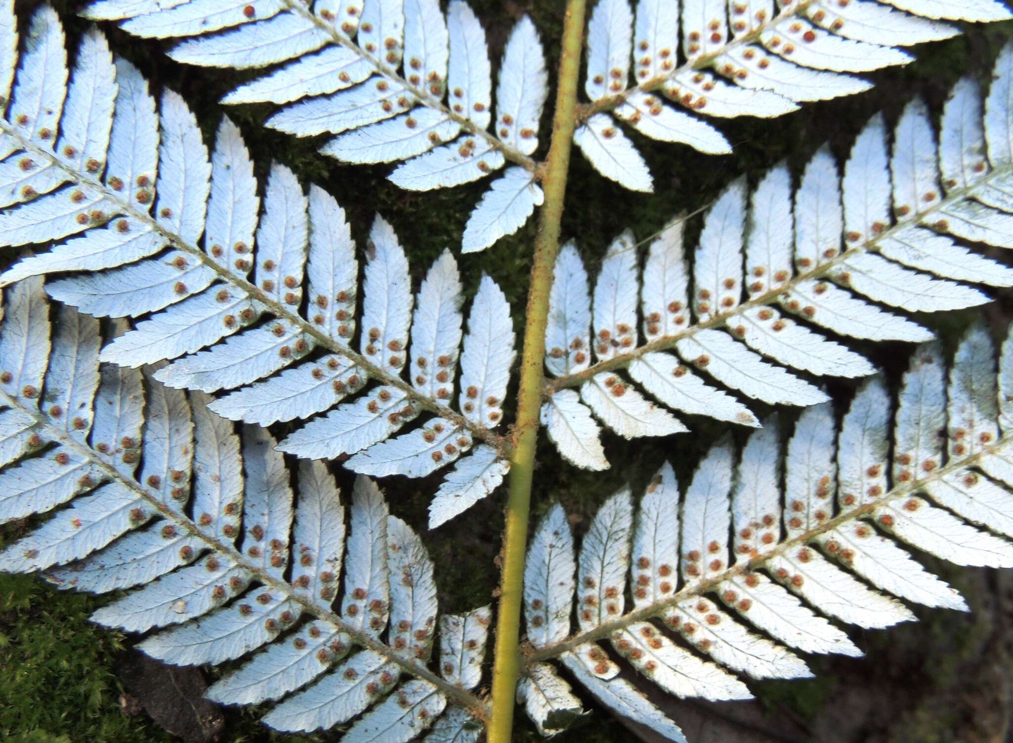 Image of Silver Tree Fern