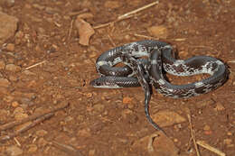 Image of Barred Wolf Snake