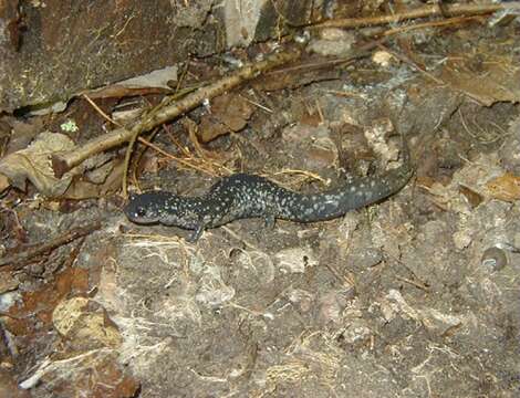 Image of White-spotted Slimy Salamander