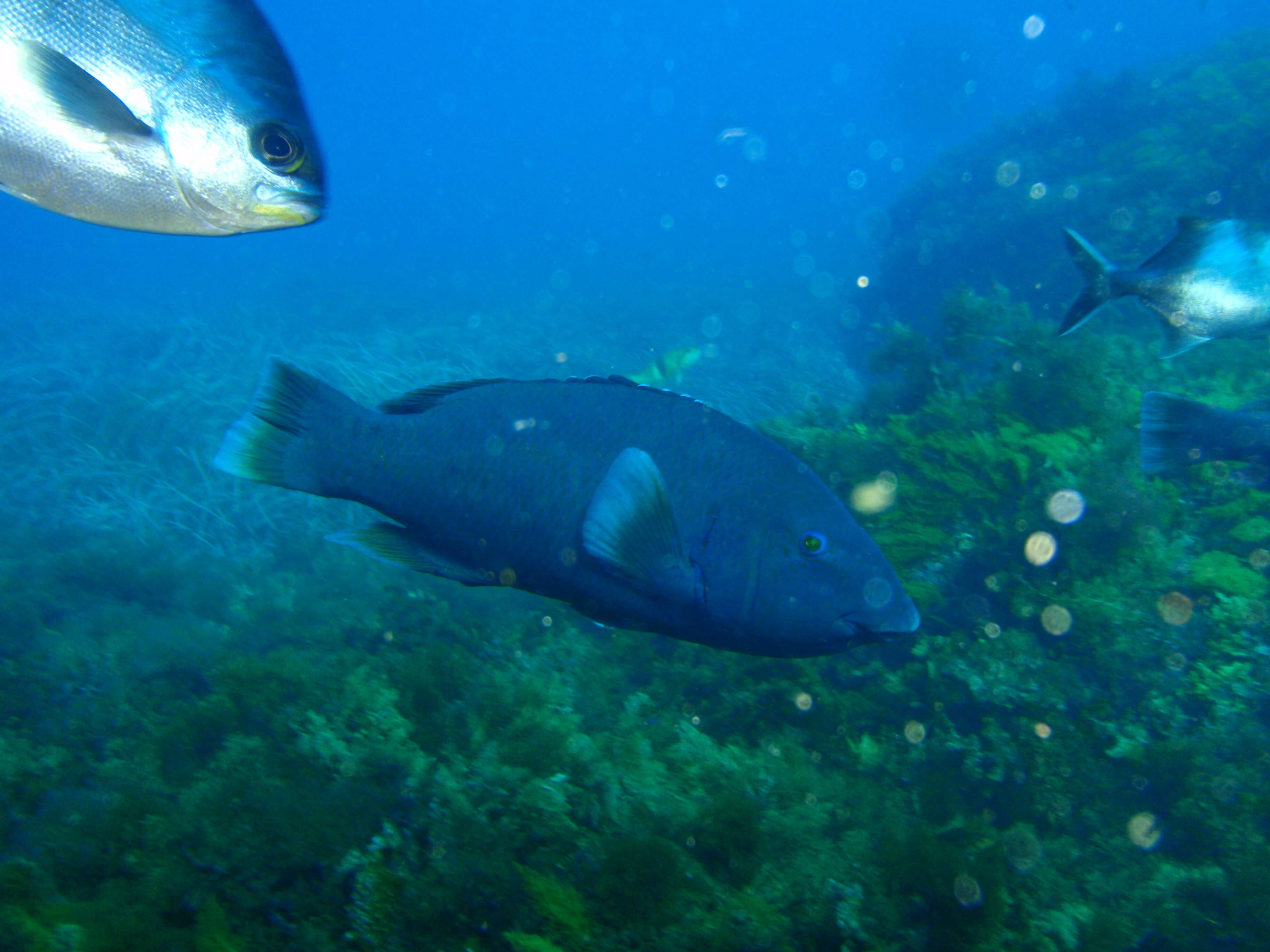 Achoerodus gouldii (Richardson 1843) resmi