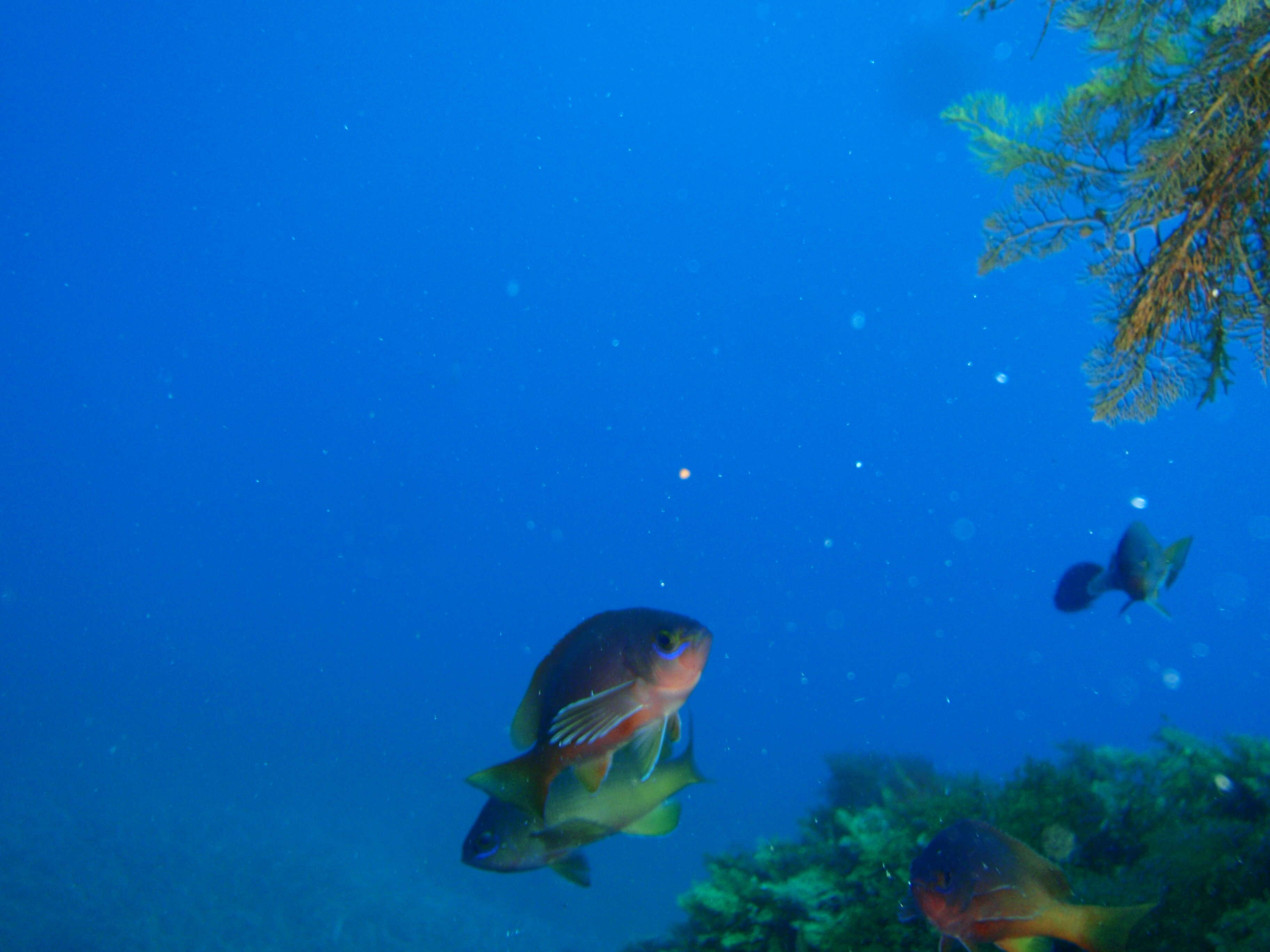 Image of barber perch