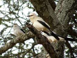 Imagem de Zavattariornis Moltoni 1938