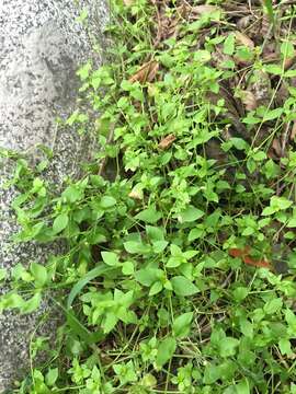 Image of common chickweed