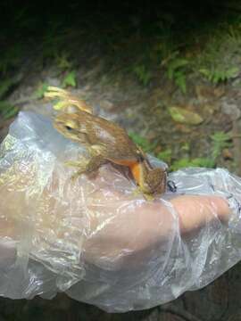 Image of Large Brown Tree Frog