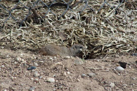 Image of Great Basin Ground Squirrel