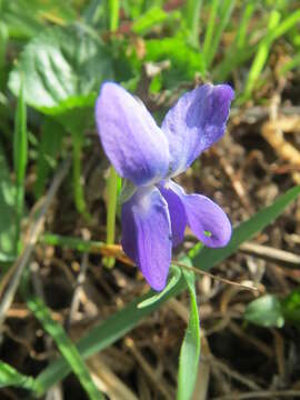 Image of sweet violet