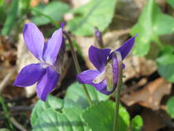 Image of sweet violet