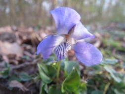 Image of early dog-violet