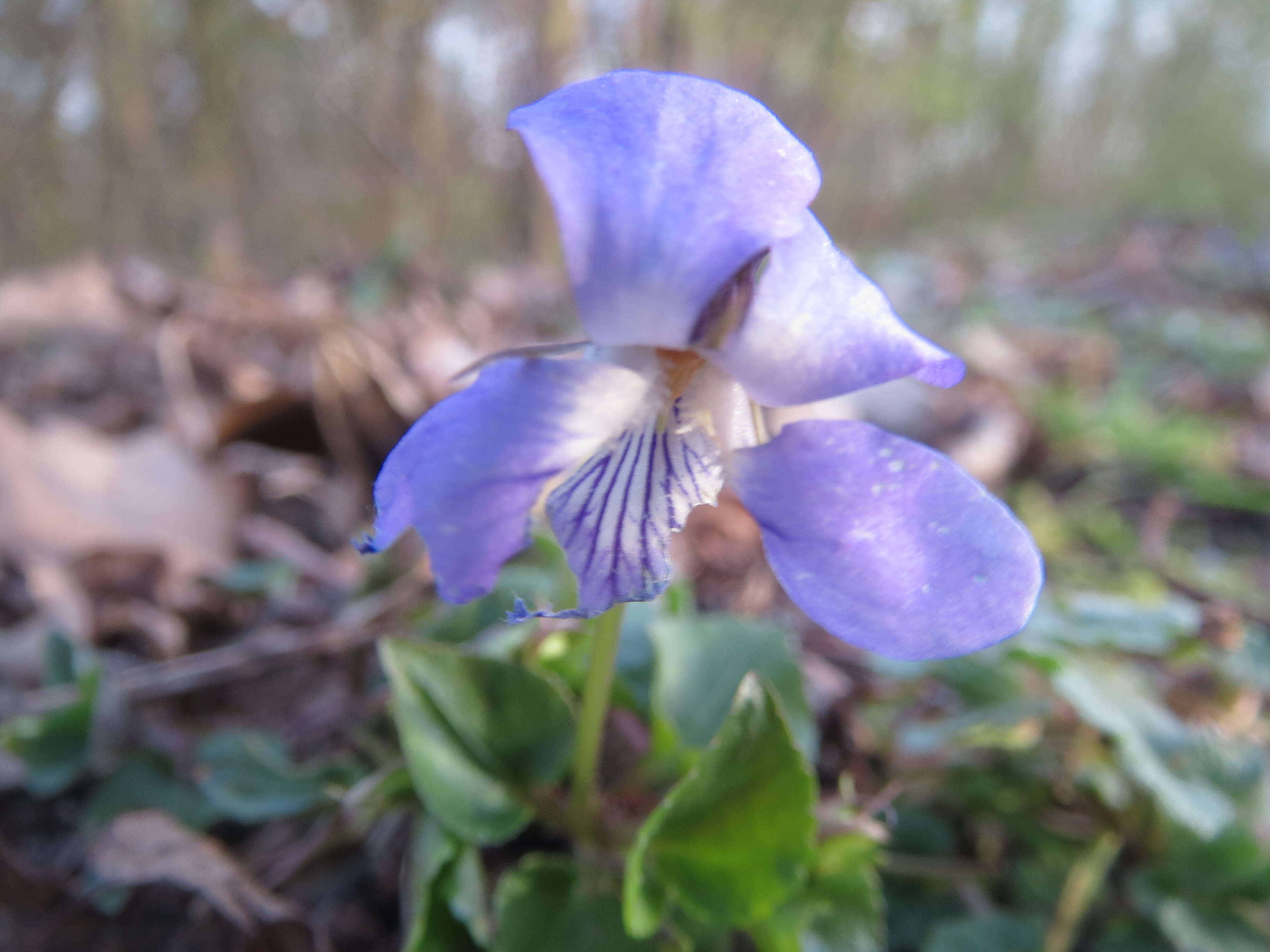 Image of early dog-violet