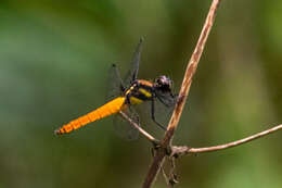 Image of Lyriothemis bivittata (Rambur 1842)