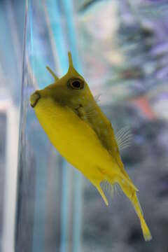 Image of Longhorn cowfish