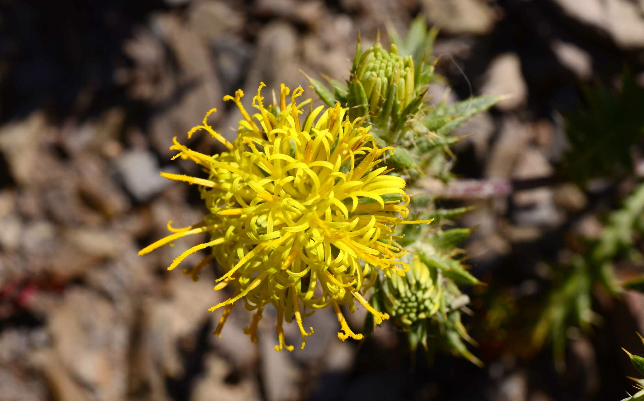 Image of Berkheya pinnatifida subsp. pinnatifida