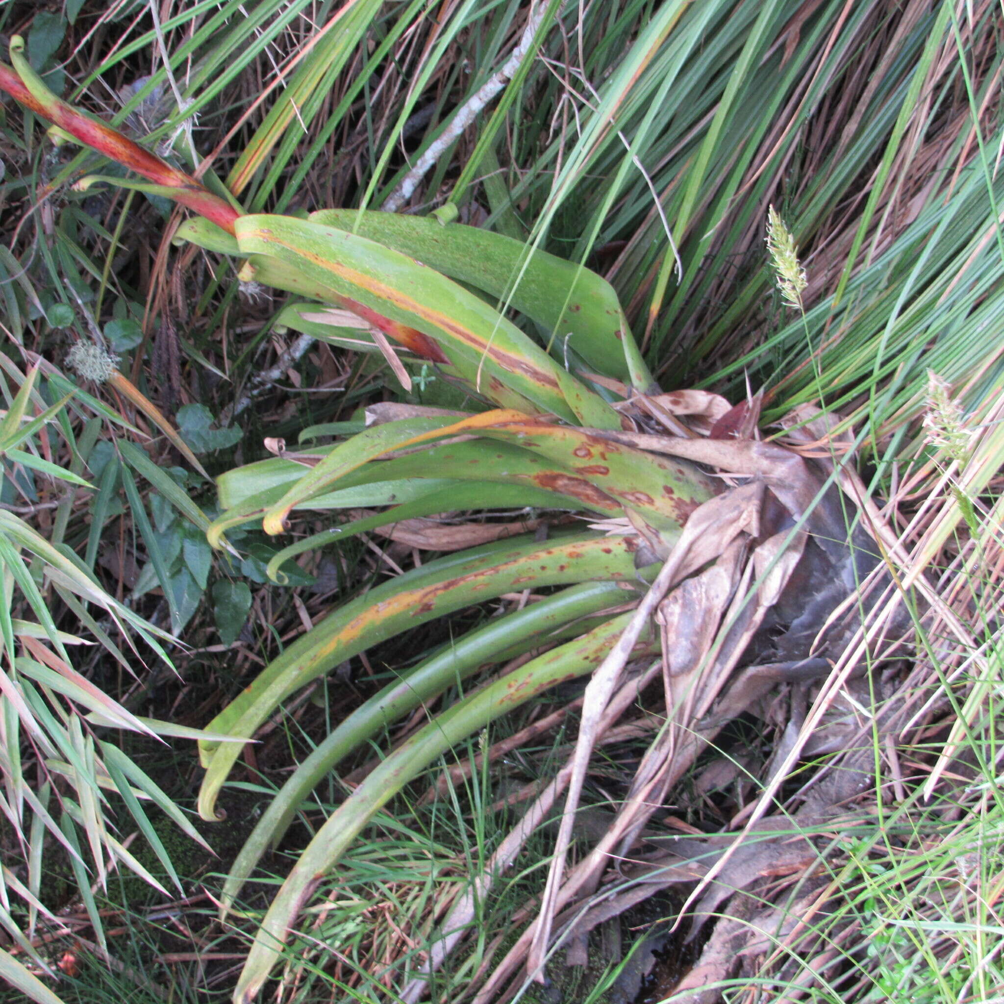 Image of Tillandsia denudata André