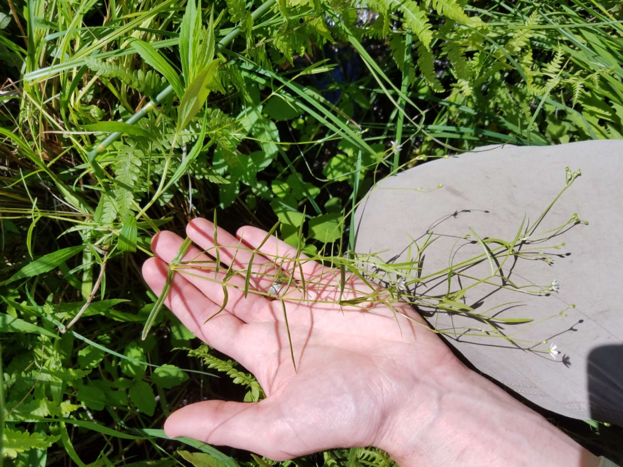 Image of longleaf starwort