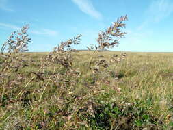Image de Deschampsia cespitosa subsp. glauca (Hartm.) Tzvelev