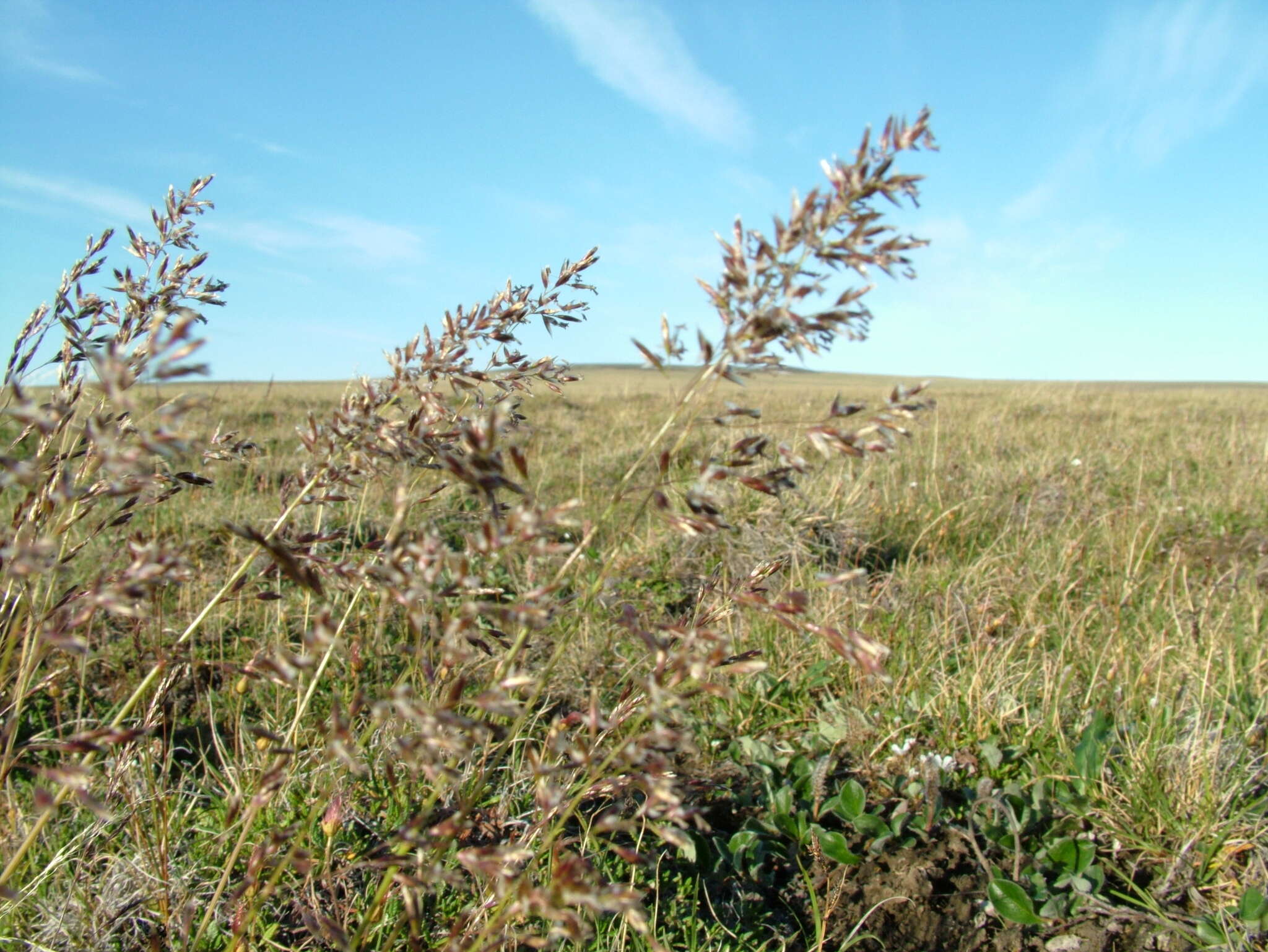 Image of Deschampsia cespitosa subsp. glauca (Hartm.) Tzvelev