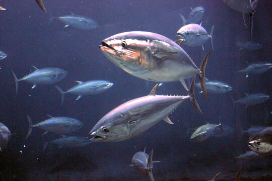 Image of Pacific Bluefin Tuna