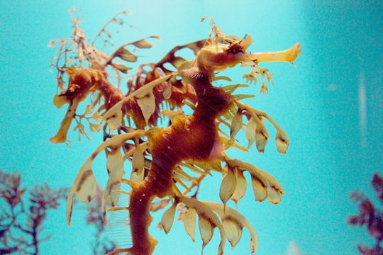 Image of <i>Phycodurus eques</i> (Günther 1865)