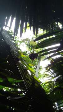 Image of Black Howling Monkey