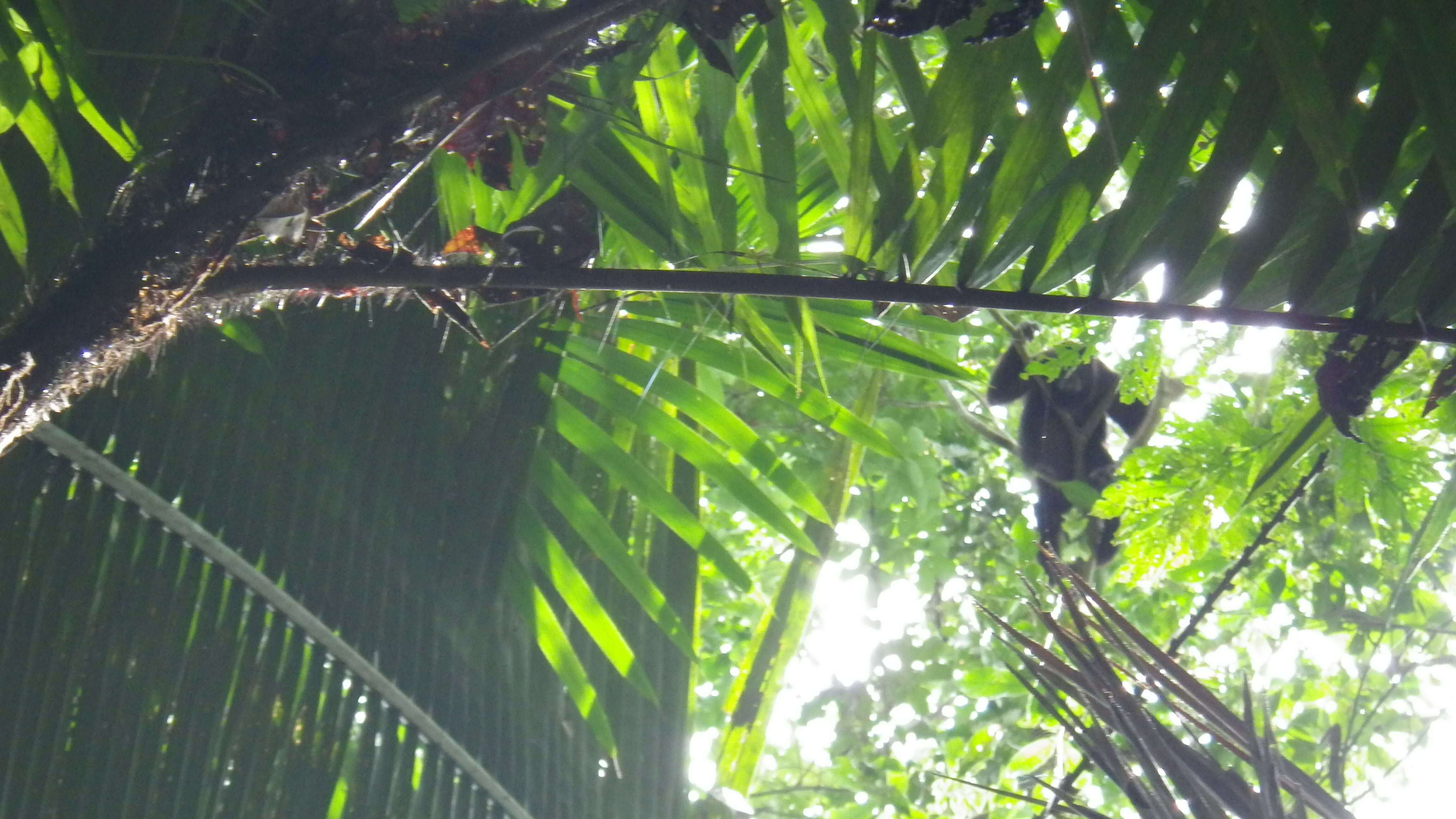 Image of Black Howling Monkey