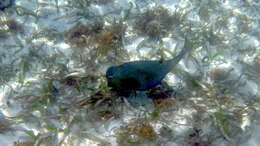 Image of boxfishes